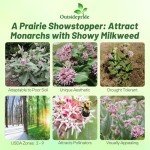 100 Showy Milkweed Garden Foliage Plant Seeds