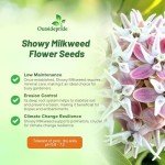 100 Showy Milkweed Garden Foliage Plant Seeds