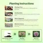 100 Showy Milkweed Garden Foliage Plant Seeds
