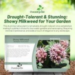100 Showy Milkweed Garden Foliage Plant Seeds