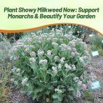 100 Showy Milkweed Garden Foliage Plant Seeds