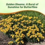 Hello Yellow Butterfly Milkweed: 50 Showy Garden Seeds
