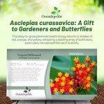 Tropical Milkweed Garden Flowers - 1000 Seeds