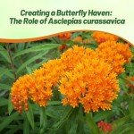 Tropical Milkweed Garden Flowers - 1000 Seeds