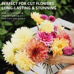 Exotic Dahlia Bulb Mix (8 Large Bulbs)
