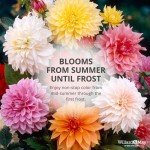 Exotic Dahlia Bulb Mix (8 Large Bulbs)