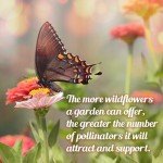 Monarch Butterfly Wildflower Seed Mix1oz