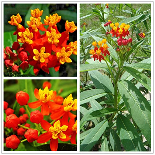 Red Tropical Milkweed Seeds - MOCCUROD 100