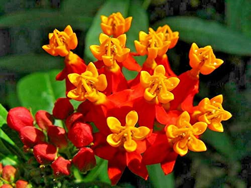 Red Tropical Milkweed Seeds - MOCCUROD 100