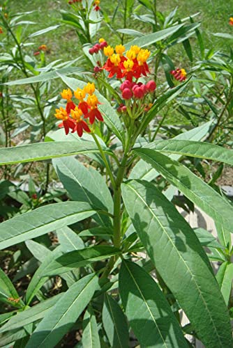 Red Tropical Milkweed Seeds - MOCCUROD 100