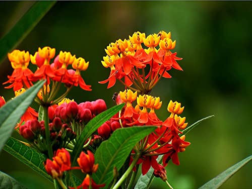 Red Tropical Milkweed Seeds - MOCCUROD 100