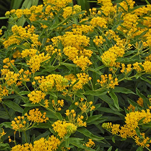 Hello Yellow Butterfly Milkweed: 50 Showy Garden Seeds