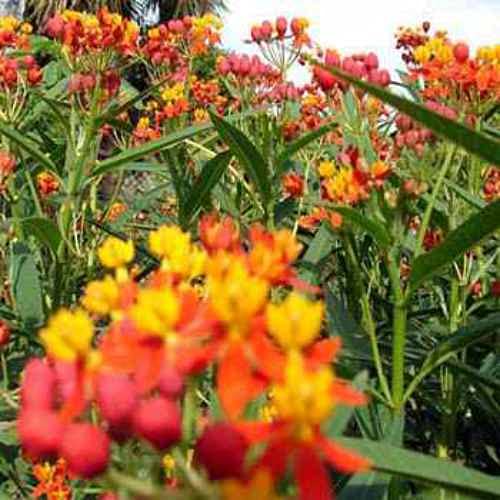 Tropical Milkweed Garden Flowers - 1000 Seeds