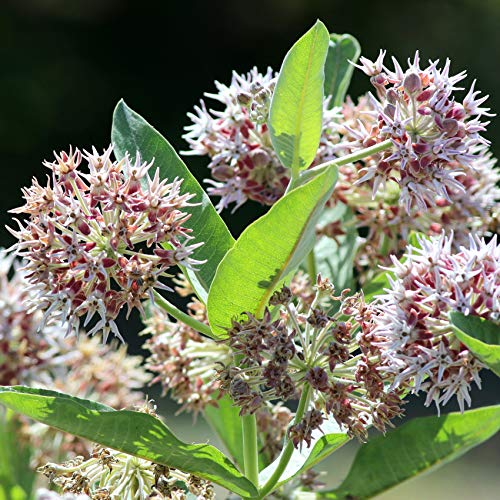 100 Showy Milkweed Garden Foliage Plant Seeds