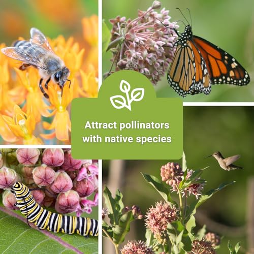 Butterfly Garden Seed Collection with Showy Milkweed
