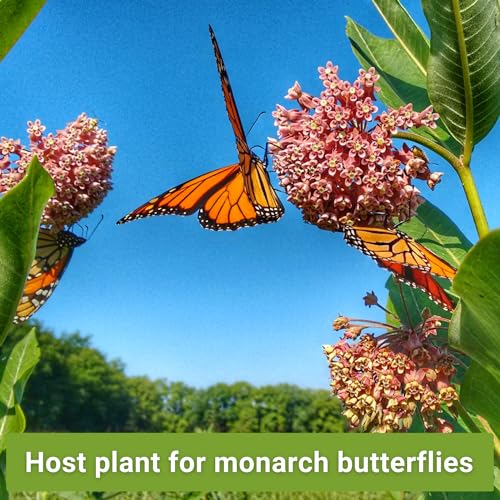 Butterfly Garden Seed Collection with Showy Milkweed