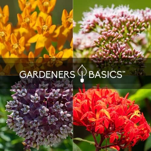 Showy Milkweed Seed Variety Pack for Monarch Butterflies