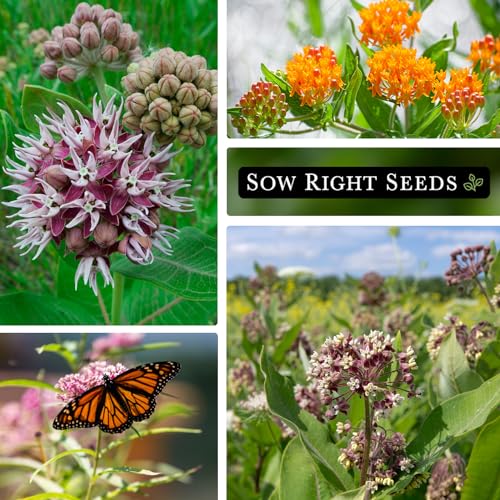 Butterfly Garden Seed Collection with Showy Milkweed