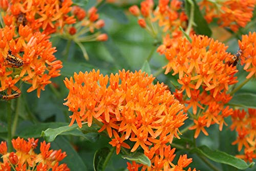 100 Seeds of Butterfly Milkweed Flower (Asclepias Tuberosa)