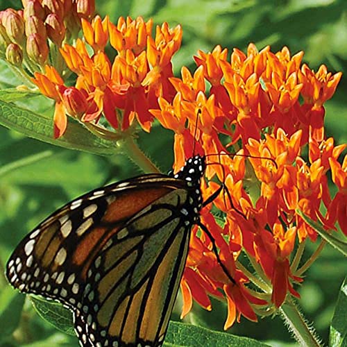 100 Seeds of Butterfly Milkweed Flower (Asclepias Tuberosa)