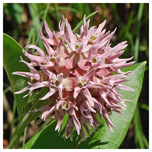 Showy Milkweed Native Wildflower Seeds - 200 Pack