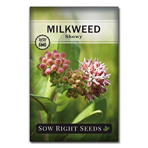 Showy Milkweed Seeds - Attract Monarch Butterflies - Non-GMO