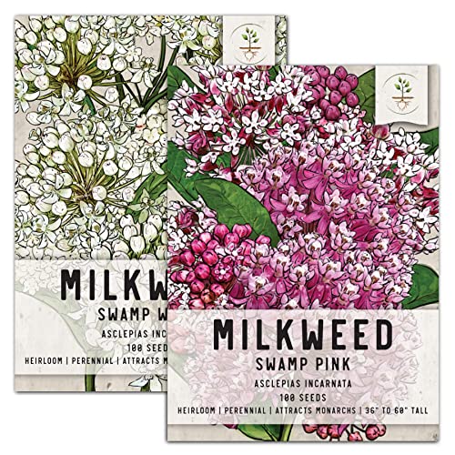 Alluring Swamp Milkweed Seed Collection: 2 Asclepias Varieties