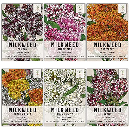 Showy Milkweed Seed Packet Collection for Monarch Butterflies