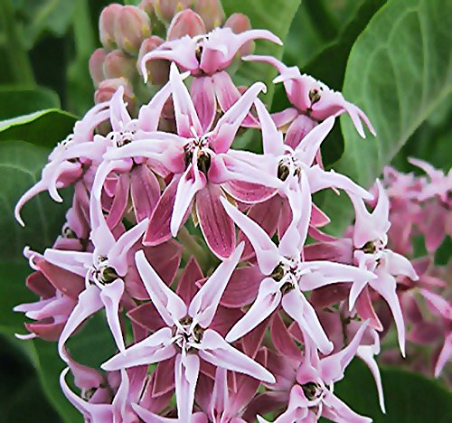 Showy Milkweed Seeds: Nectar for Monarch Butterflies