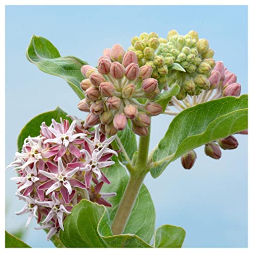 Showy Milkweed Native Wildflower Seeds - 200 Pack