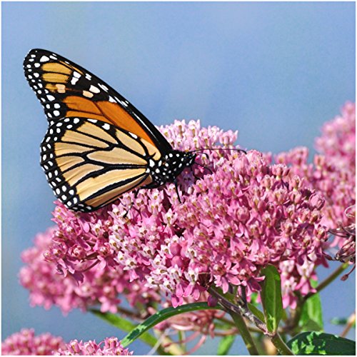 Alluring Swamp Milkweed Seed Collection: 2 Asclepias Varieties