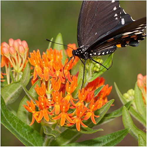 Showy Milkweed Seed Packet Collection for Monarch Butterflies