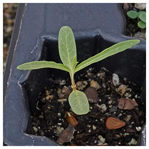Showy Milkweed Native Wildflower Seeds - 200 Pack