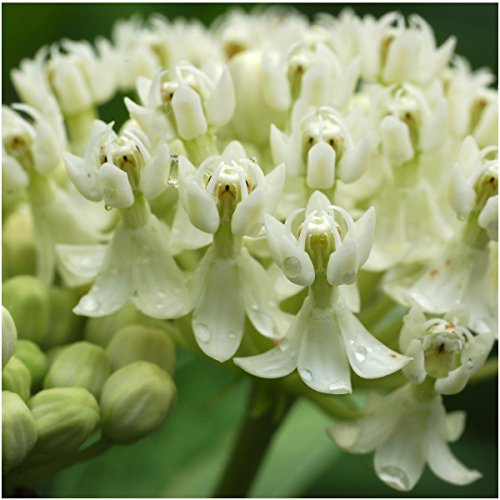 Alluring Swamp Milkweed Seed Collection: 2 Asclepias Varieties