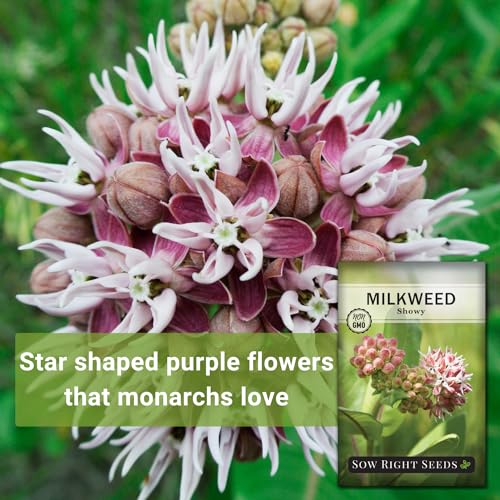 Showy Milkweed Seeds - Attract Monarch Butterflies - Non-GMO