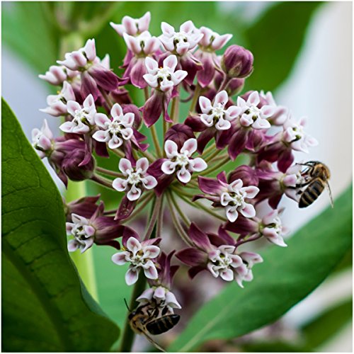 Showy Milkweed Seed Packet Collection for Monarch Butterflies