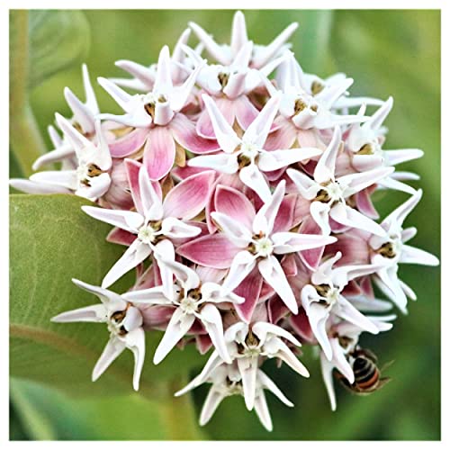 Showy Milkweed Native Wildflower Seeds - 200 Pack