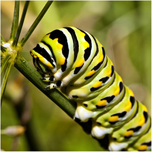 Alluring Swamp Milkweed Seed Collection: 2 Asclepias Varieties
