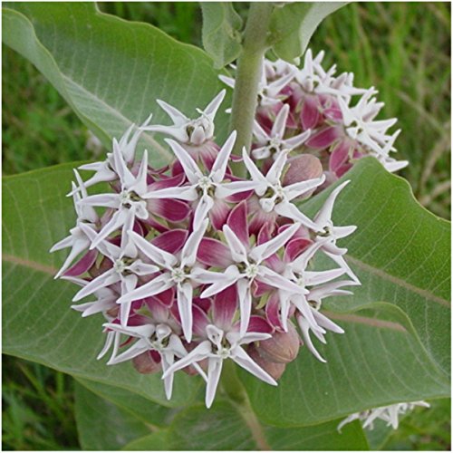 Showy Milkweed Seed Packet Collection for Monarch Butterflies