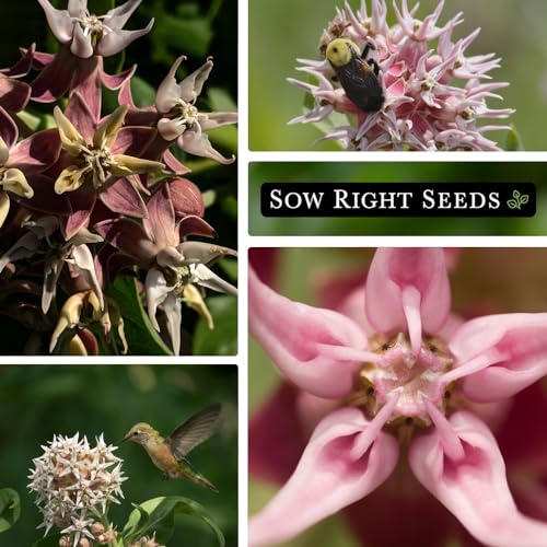 Showy Milkweed Seeds - Attract Monarch Butterflies - Non-GMO