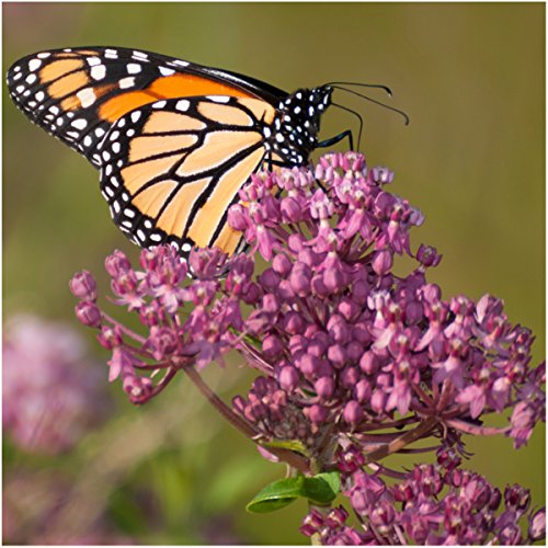 Alluring Swamp Milkweed Seed Collection: 2 Asclepias Varieties