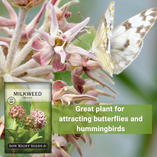 Showy Milkweed Seeds - Attract Monarch Butterflies - Non-GMO