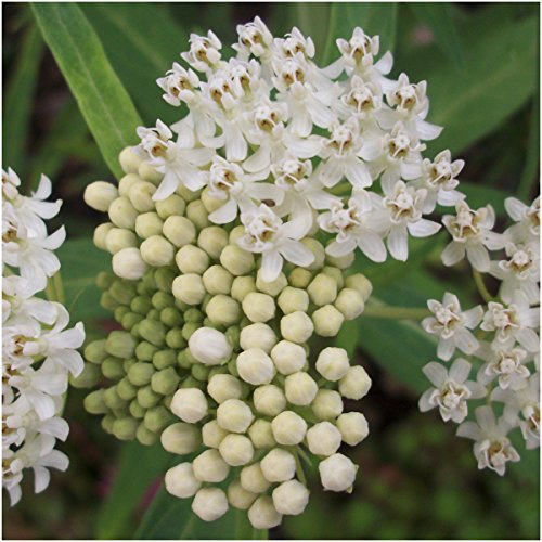 Alluring Swamp Milkweed Seed Collection: 2 Asclepias Varieties