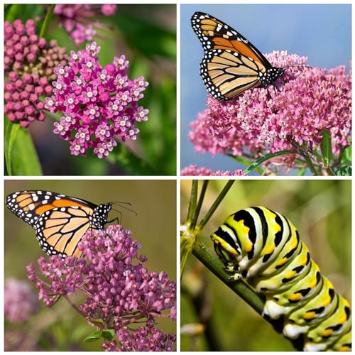 100 Pink Swamp Milkweed Seeds, Open Pollinated