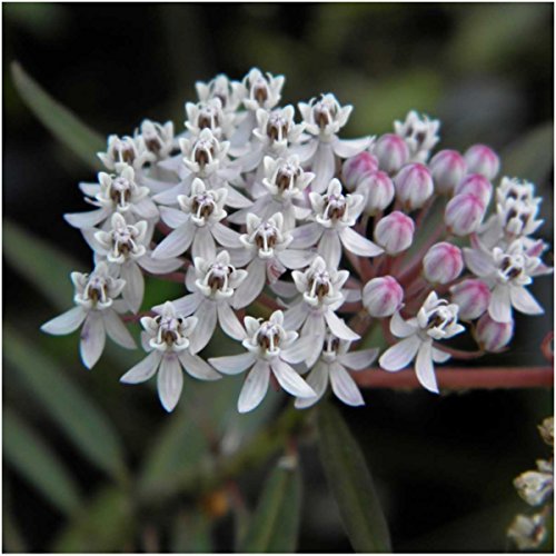 Showy Milkweed Seed Packet Collection for Monarch Butterflies