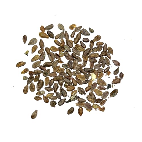 100 Pink Swamp Milkweed Seeds, Open Pollinated