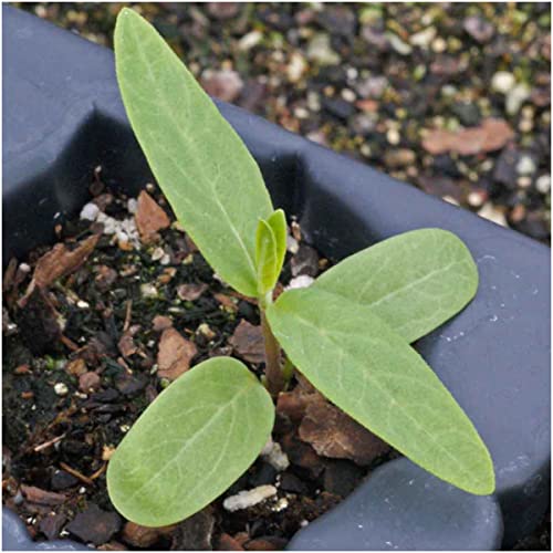 100 Pink Swamp Milkweed Seeds, Open Pollinated