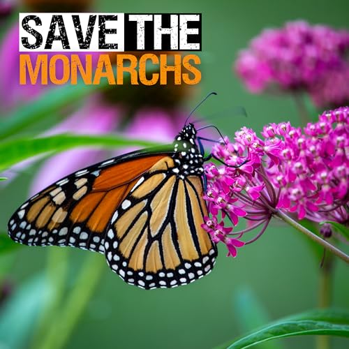 100 Pink Swamp Milkweed Seeds, Open Pollinated