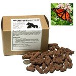 Showy Milkweed Seed Pellets for Guerrilla Gardening
