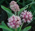 Showy Milkweed Plant for Monarch Butterflies - 2 Years